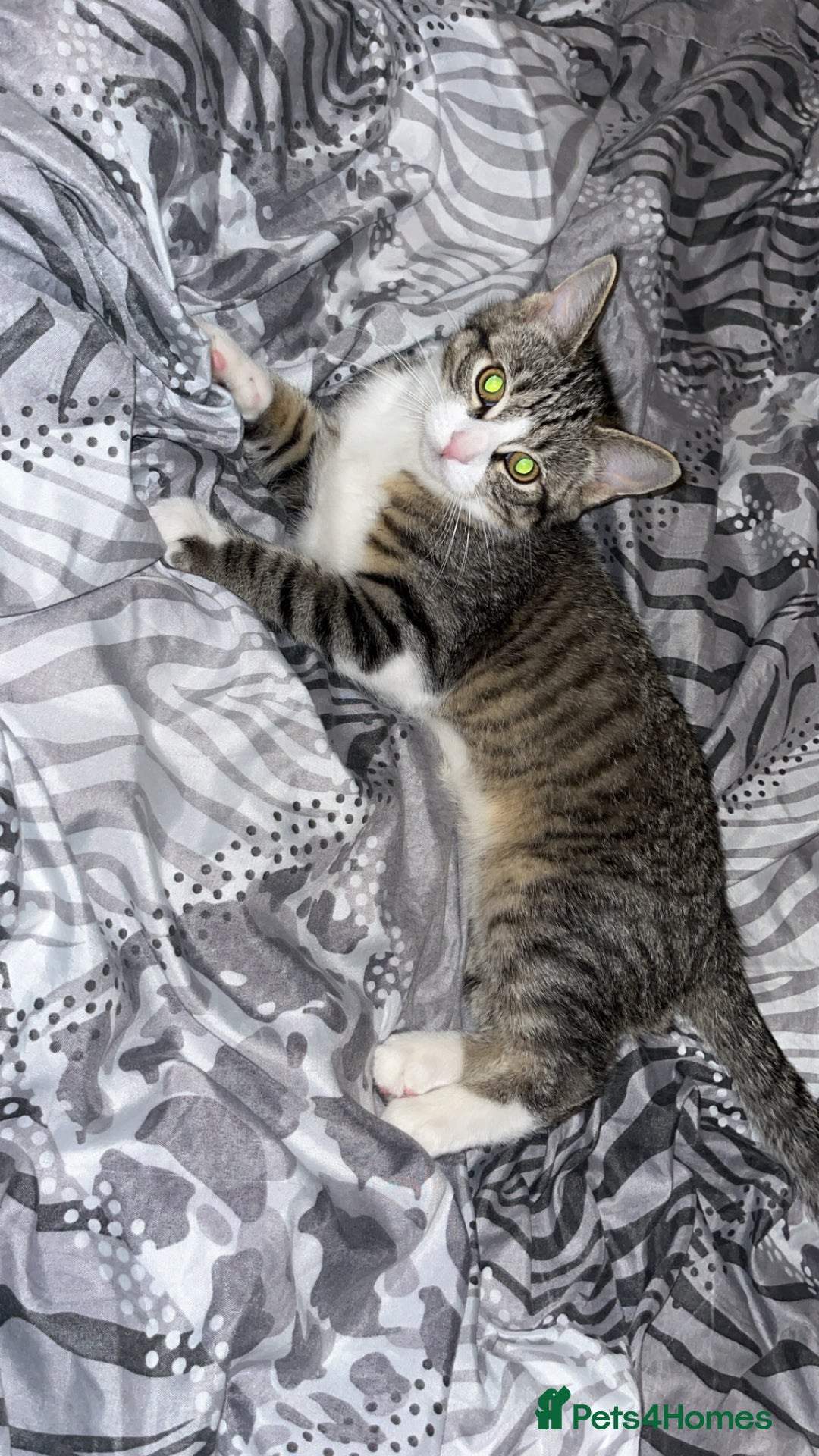Mixed Breed cats for sale: Female playful tabby kitten  - Image 2