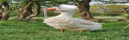 Geese poultry for sale: Sebastopol Goose Hatching  - Advert 2