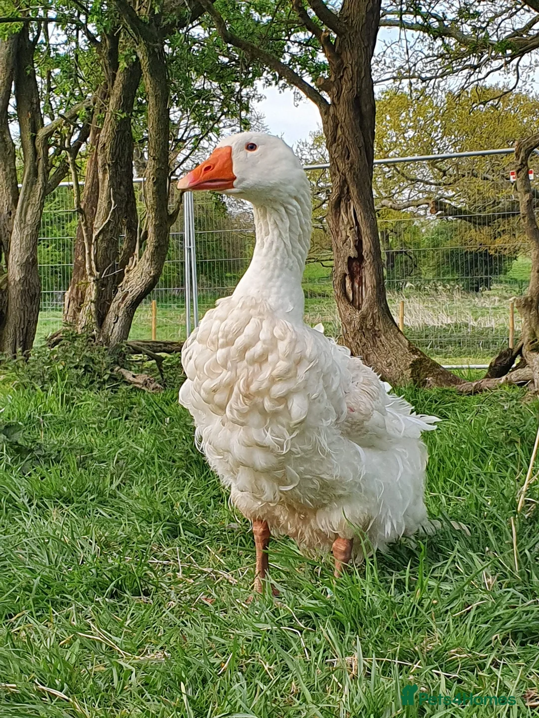 Geese poultry for sale: Sebastopol Goose Hatching  - Advert 2