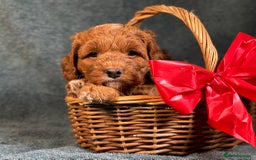 Cavapoo dogs for sale: F1B Cavapoo health tested boutique breeder - Image 7