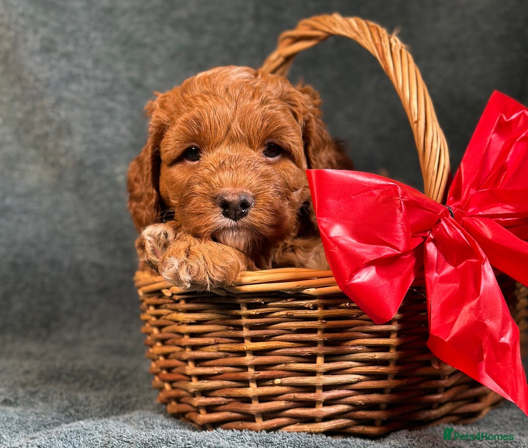 Cavapoo dogs for sale: F1B Cavapoo health tested boutique breeder - Image 7
