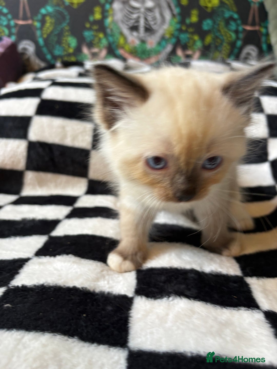 Ragdoll cats for sale: 6 stunning ragdoll kittens  - Image 5