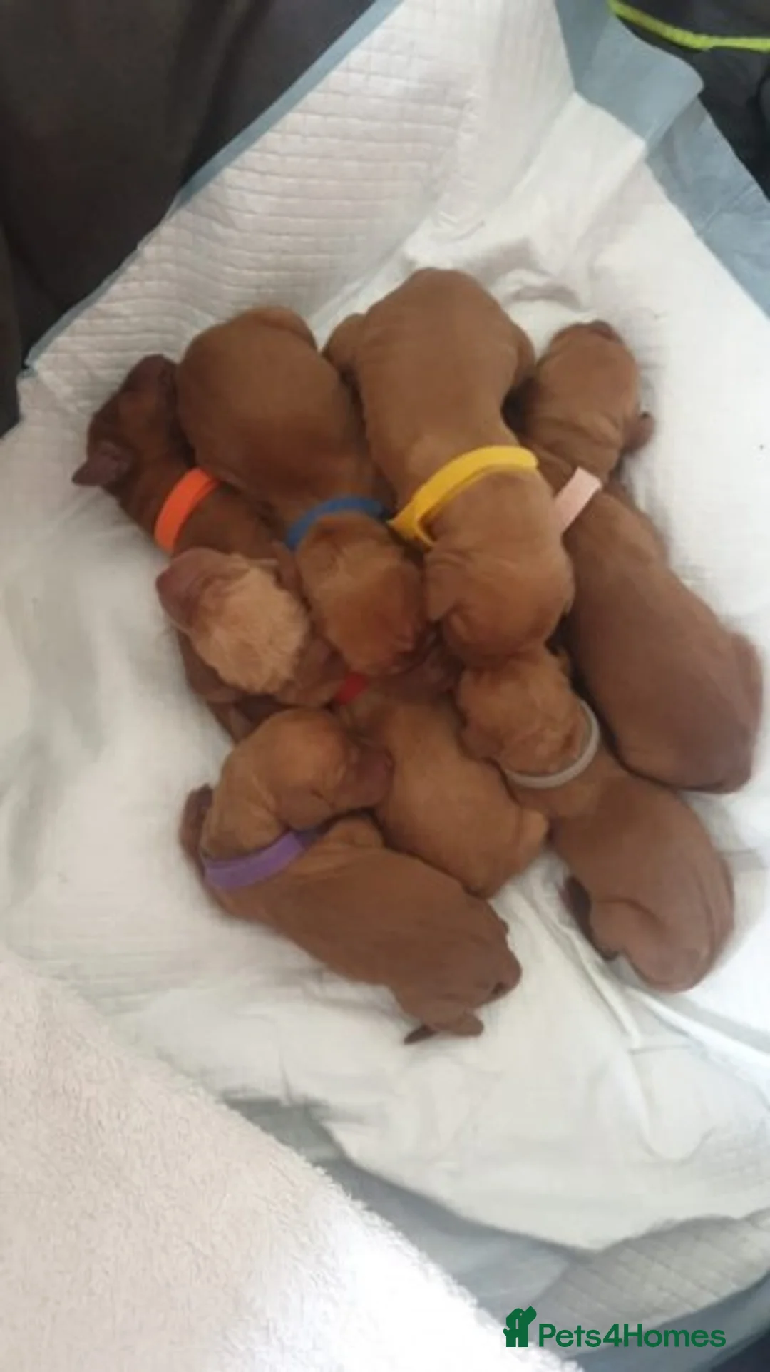 Hungarian Vizsla dogs for stud: Hungarian Vizsla for stud! in Llantwit Major - Advert 29