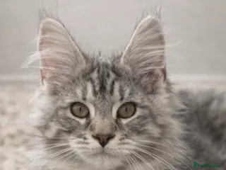 Maine Coon cats SEVERAL LITTERS AVAILABLE - Advert 15