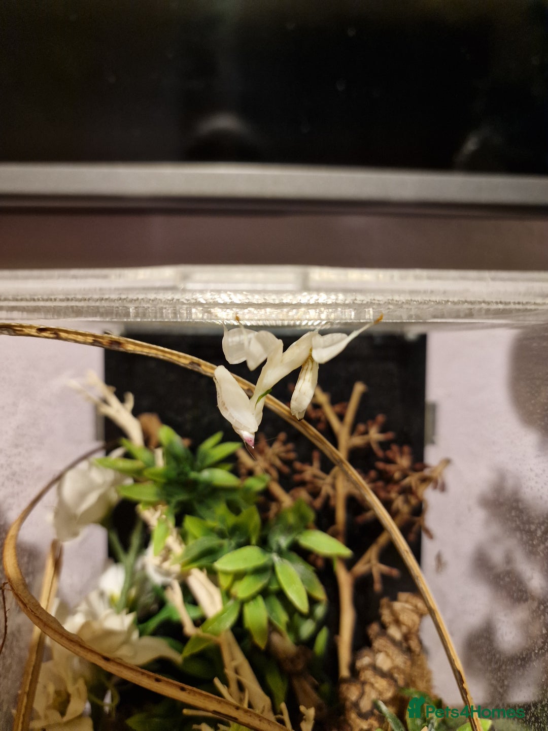 Praying Mantis invertebrates for sale: Orchid Praying Mantis with enclosure  - Advert 3