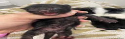 Mixed Breed cats for sale: 4 kittens ready beginning of December - Advert 5