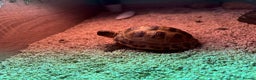 Tortoise reptiles for sale: Horsefield tortoise - Advert 6