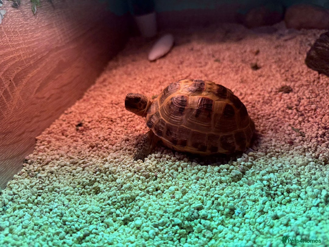 Tortoise reptiles for sale: Horsefield tortoise - Advert 6