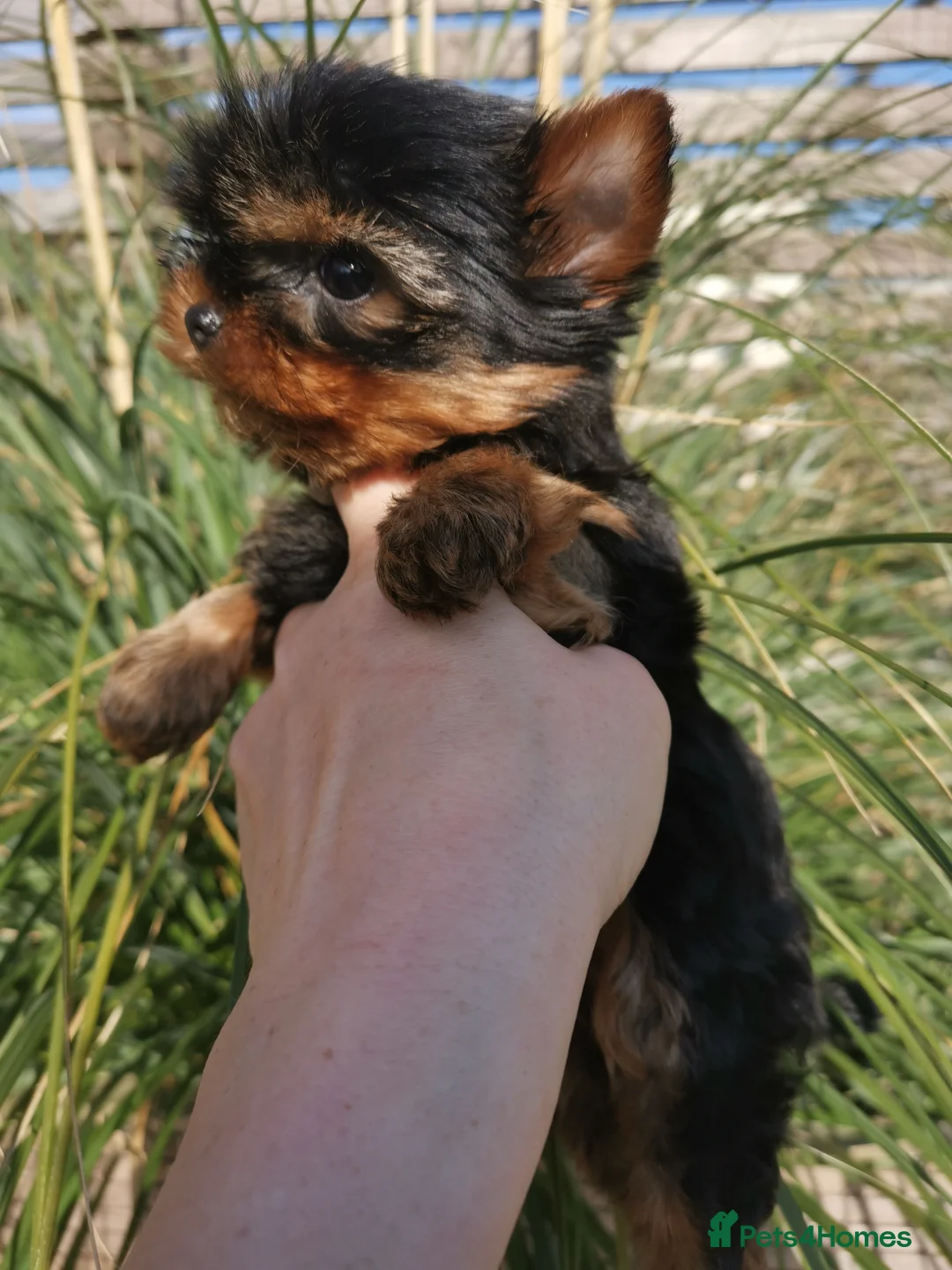 Yorkshire Terrier dogs for sale: Very small size girl and boy - Advert 1