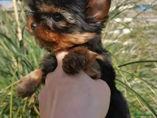 Yorkshire Terrier dogs Very small size girl and boy - Advert 8
