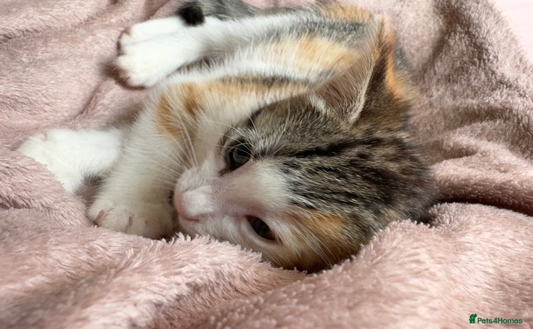British Shorthair cats for sale - Advert 2