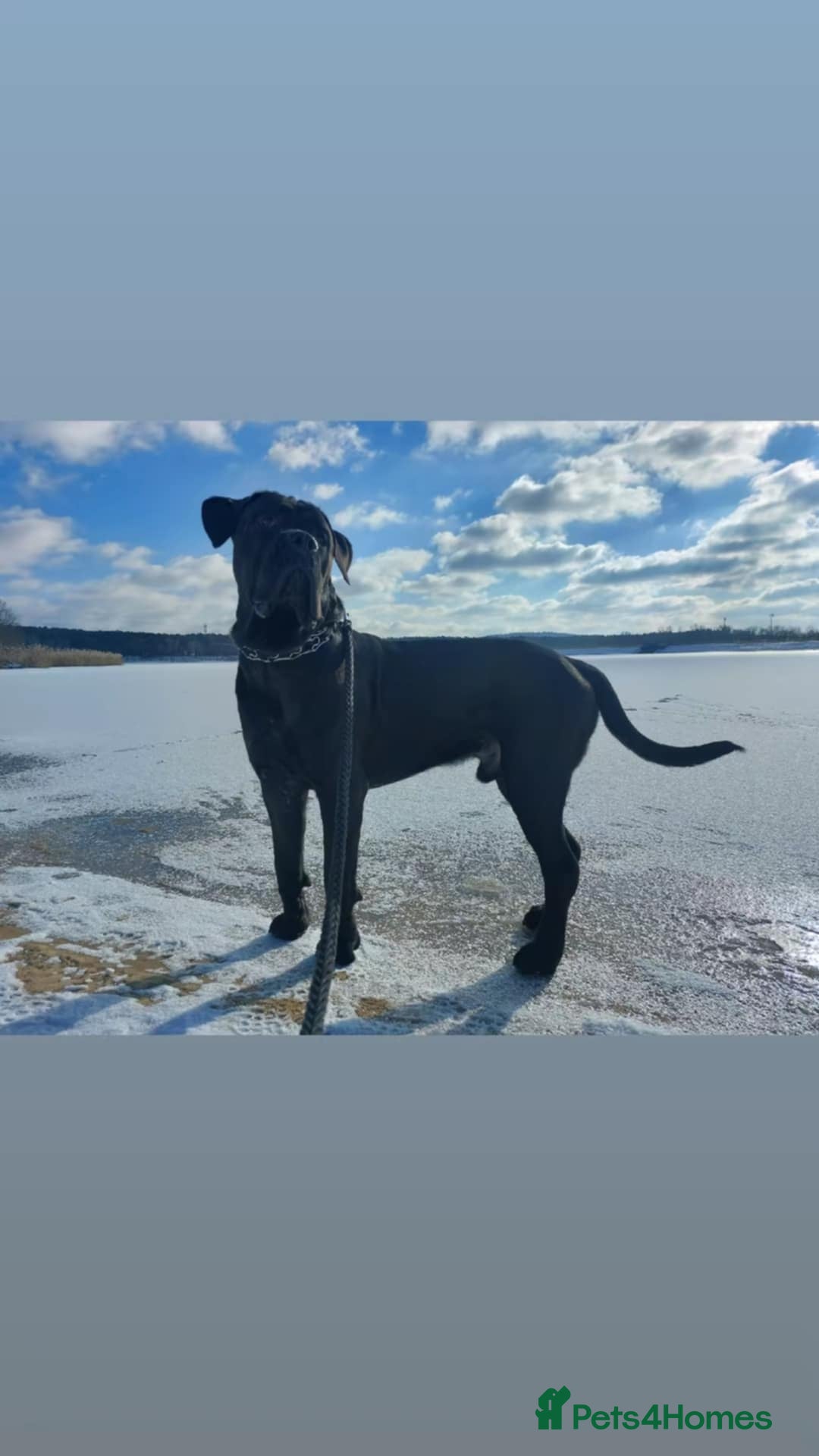 Cane Corso dogs for stud: Purebred Cane Corso  - Advert 2