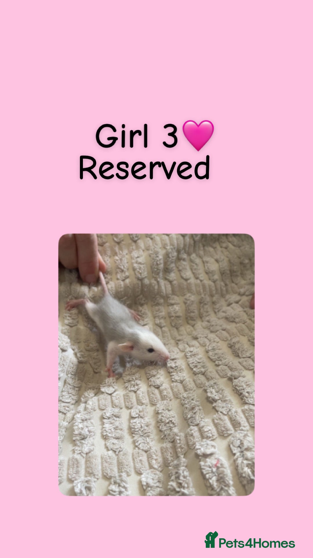 Rat rodents for sale: Beautiful baby rats looking for forever homes! - Image 3