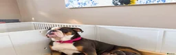 English Bulldog dogs for sale: Exceptional English Bulldog Puppies in Stockport - Advert 10
