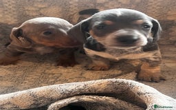 Miniature Dachshund dogs for sale: Miniature dachshund 1 choc girl left  - Image 20