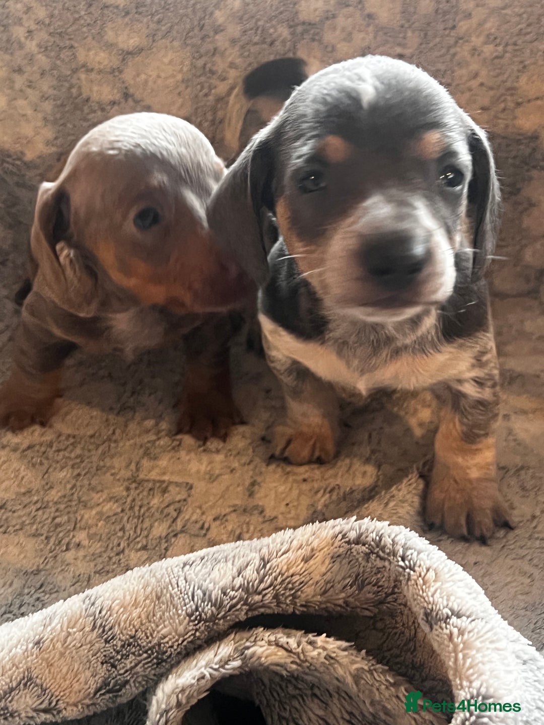 Miniature Dachshund dogs for sale: Miniature dachshund 1 choc girl left  - Image 20