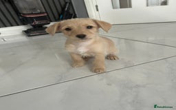 Mixed Breed dogs for sale: Cockapoochi Puppies - Cockapoo Chihuahua hydbrid - Image 2