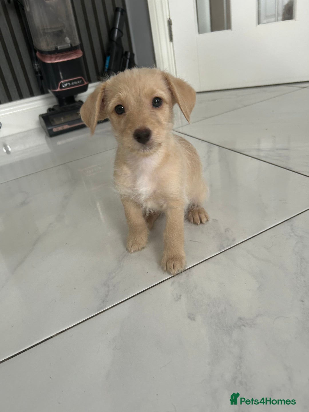 Mixed Breed dogs for sale: Cockapoochi Puppies - Cockapoo Chihuahua hydbrid - Image 2