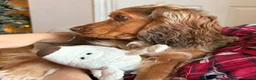 Cocker Spaniel dogs for sale: 🐾 Cocker Spaniel Puppies – Now Here! 🐾 😍 - Advert 7