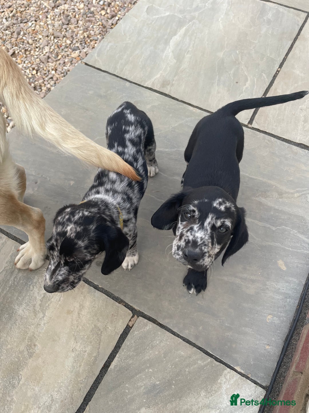 Cockerdor dogs for sale: Beautiful cockador puppys for sale  - Image 4