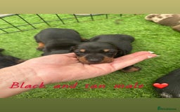 Miniature Dachshund dogs for sale: 🐾 Miniature Dachshund Puppies for Sale  🐾 - Image 9