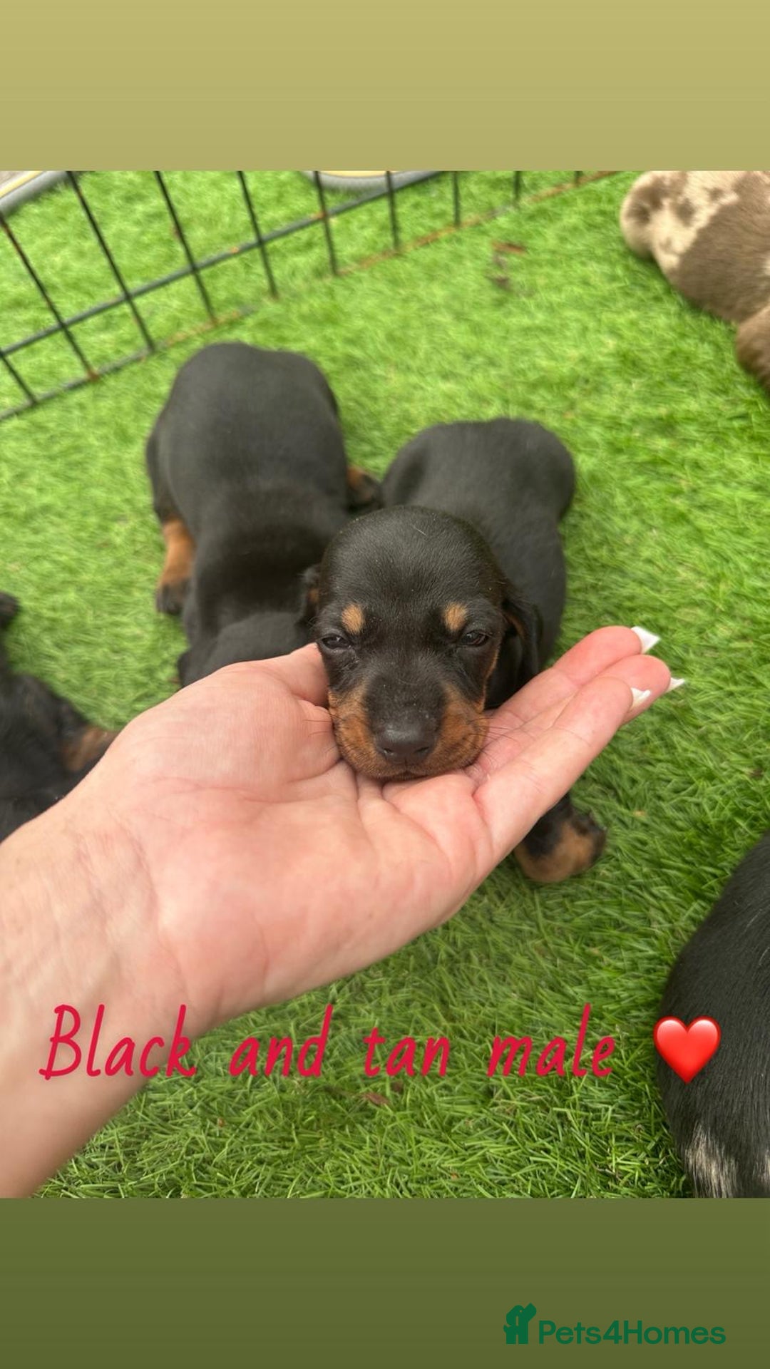 Miniature Dachshund dogs for sale: 🐾 Miniature Dachshund Puppies for Sale  🐾 - Image 9