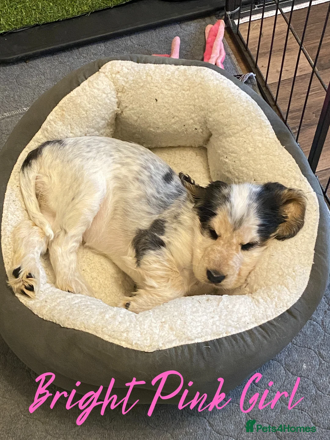 Cocker Spaniel dogs for sale: Stunning Litter of Show Cocker Spaniels  - Advert 28