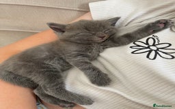 Ragdoll cats for sale: Ragdoll cross kittens - Image 3