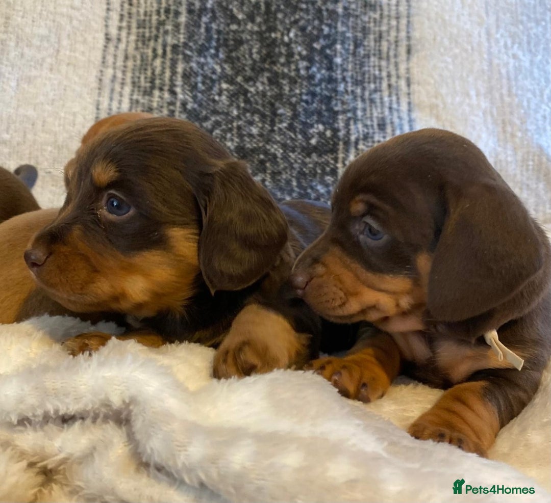 Miniature Dachshund dogs for sale: MOST GORGEOUS DACHSHUNDS - Advert 15