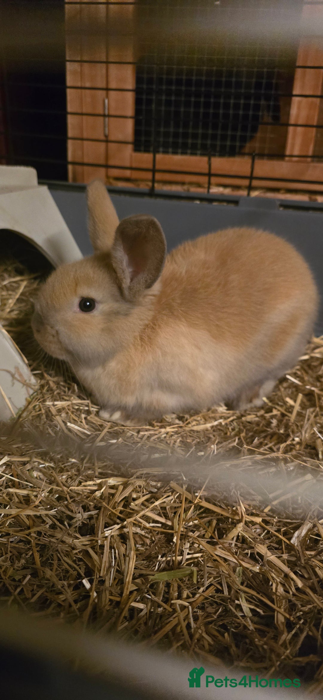 Lionhead rabbits for sale: Female baby rabbit - Advert 2