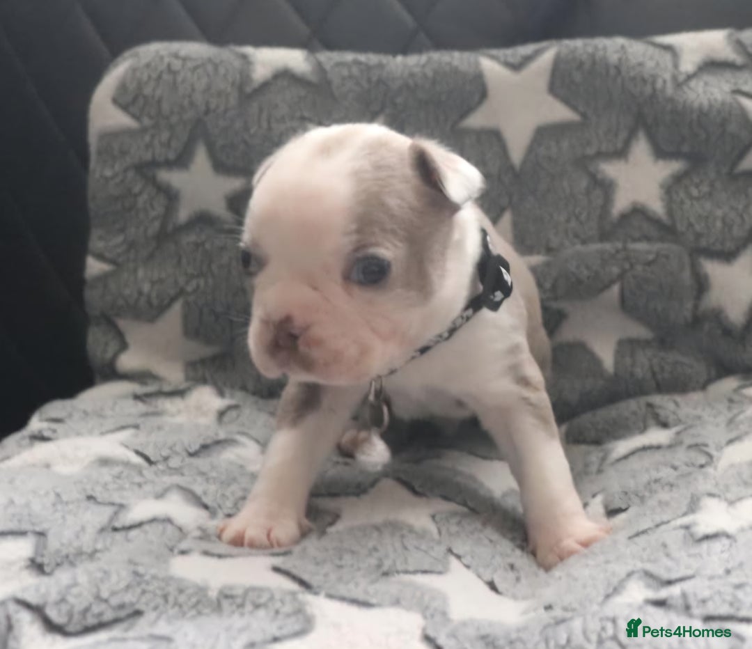 Boston Terrier dogs for sale: Beautiful Boston terrier puppies for sale  - Advert 8