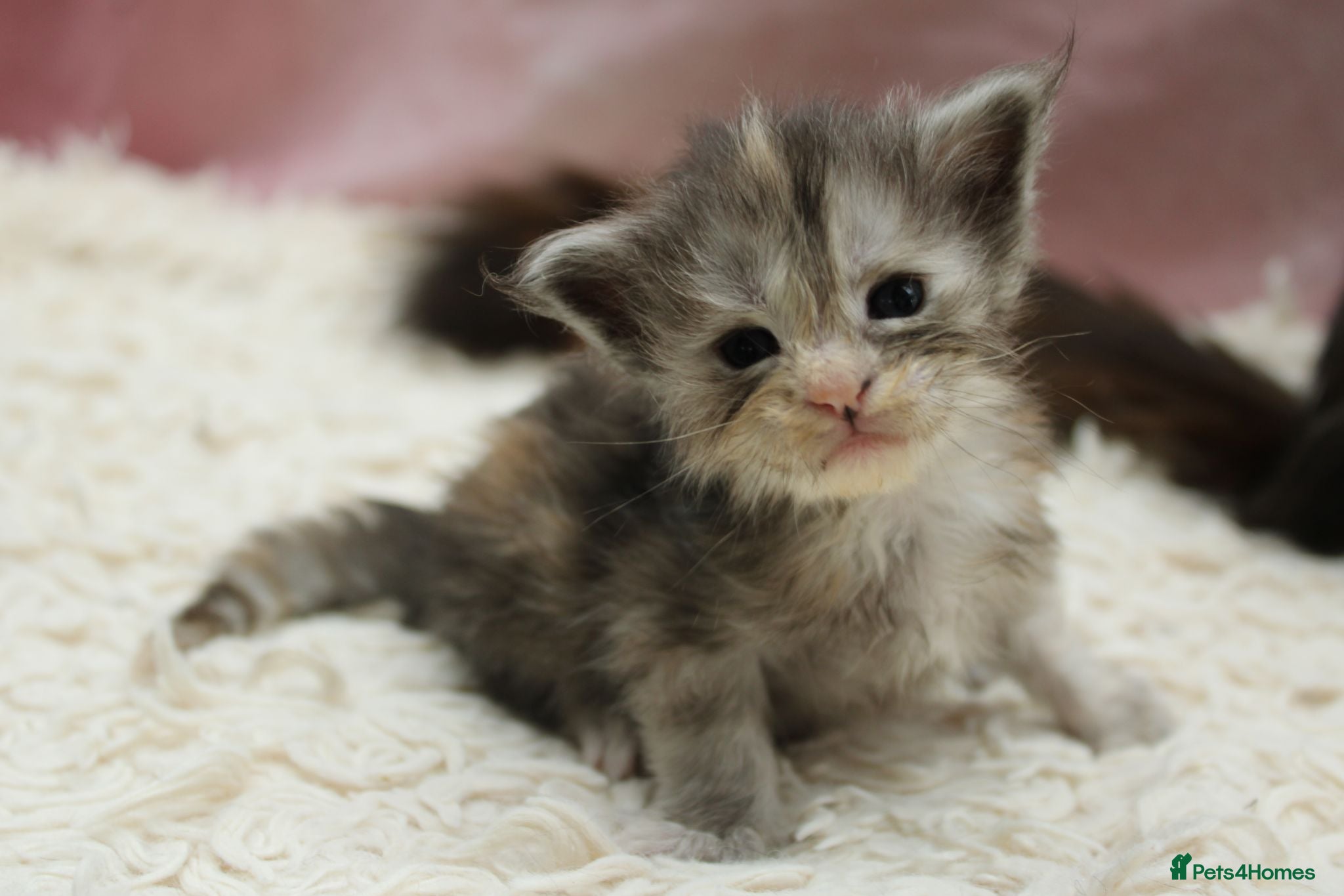 Maine Coon cats Tica Registered Maine Coon Kittens Available  - Advert 1