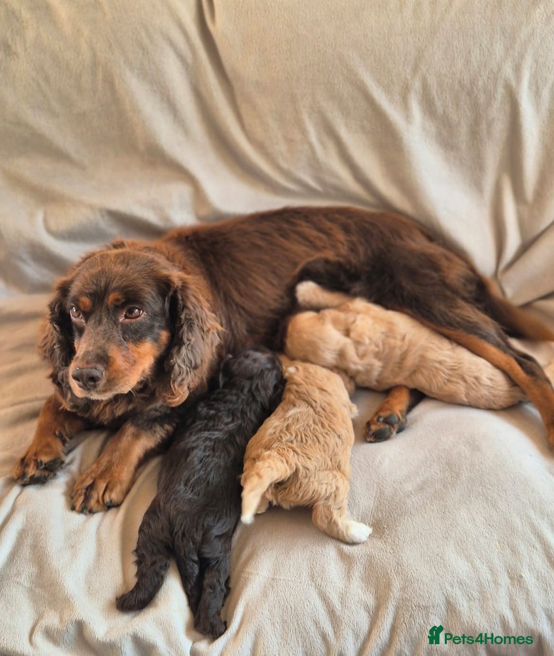 Cockapoo dogs for sale: Stunning Toy Cockapoos - Ready Now  - Image 7
