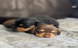 Miniature Dachshund dogs for sale: Gorgeous KC reg miniature Dachshund puppies  - Image 5