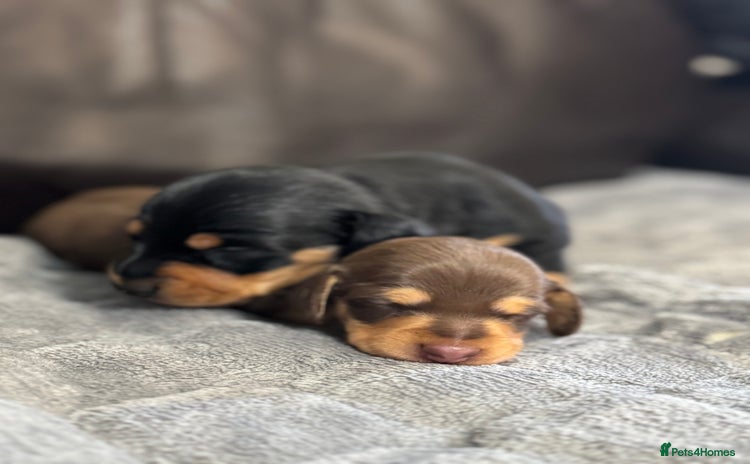 Miniature Dachshund dogs - Advert 2