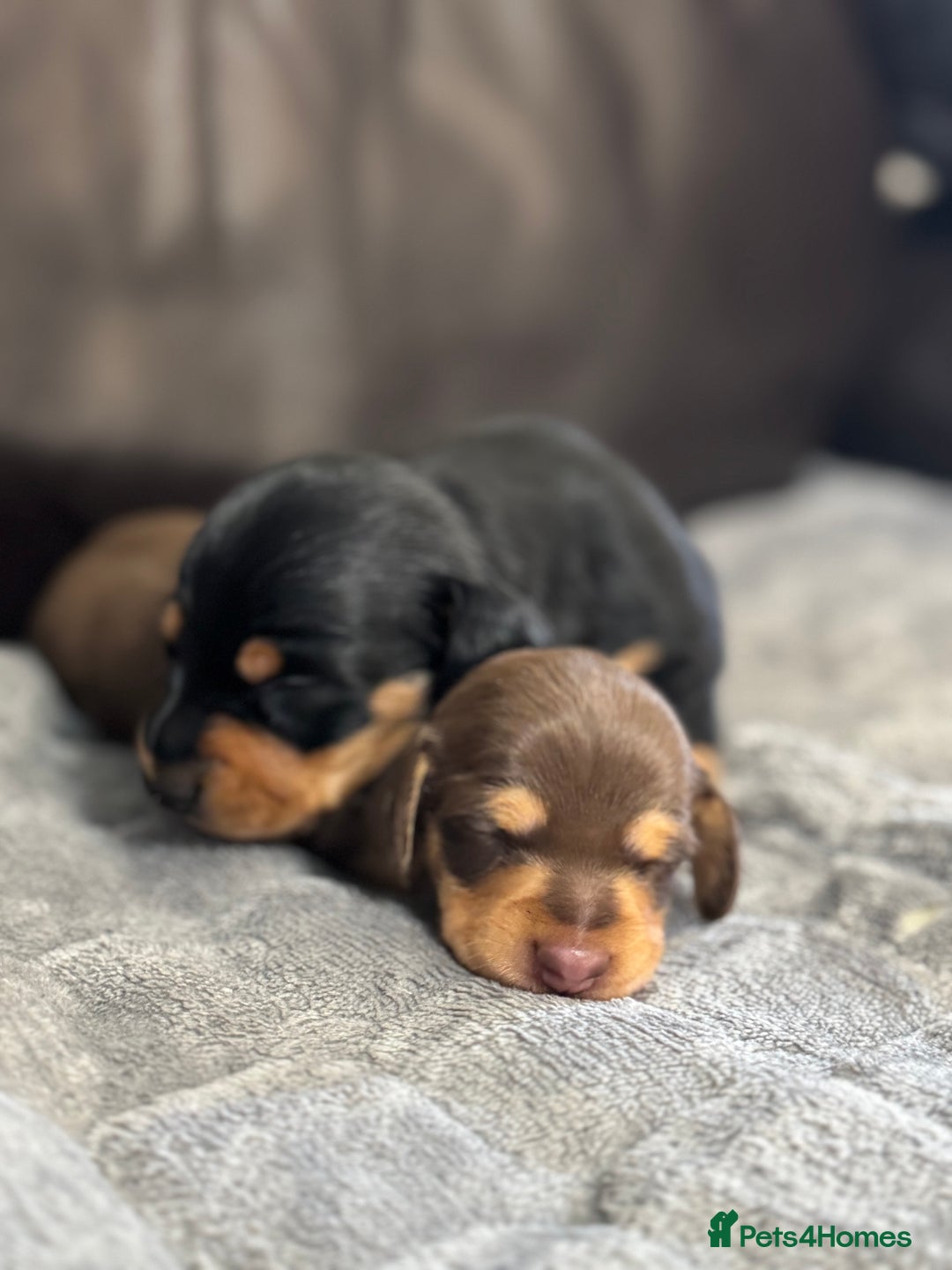 Miniature Dachshund dogs for sale: Gorgeous KC reg miniature Dachshund puppies  - Image 5