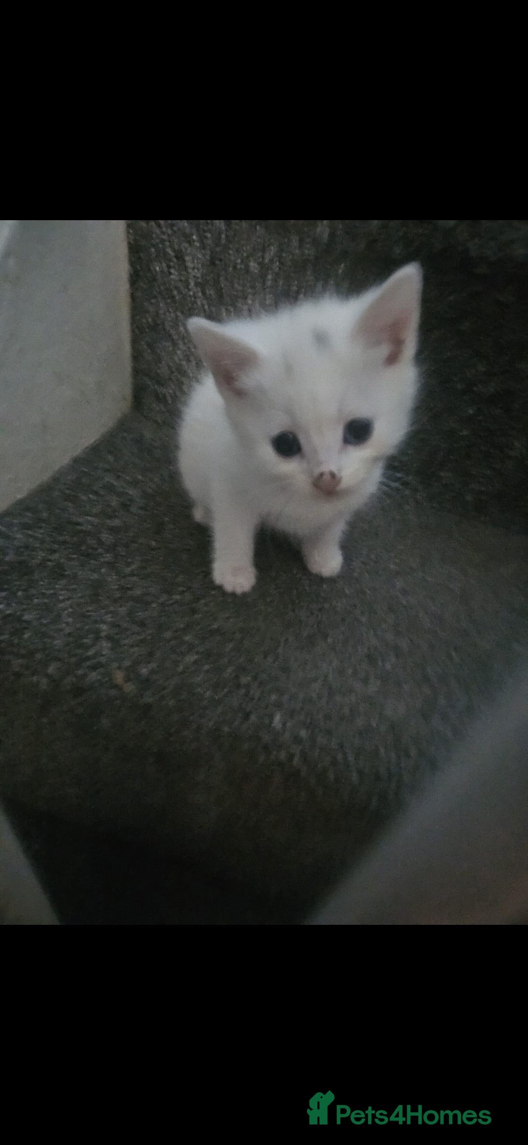 Mixed Breed cats for sale: Beautiful Siamese cross kittens - Advert 3