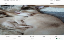 Siamese cats for sale: Pedigree Registered Siamese - 1 Girl remaining ♡ - Image 4