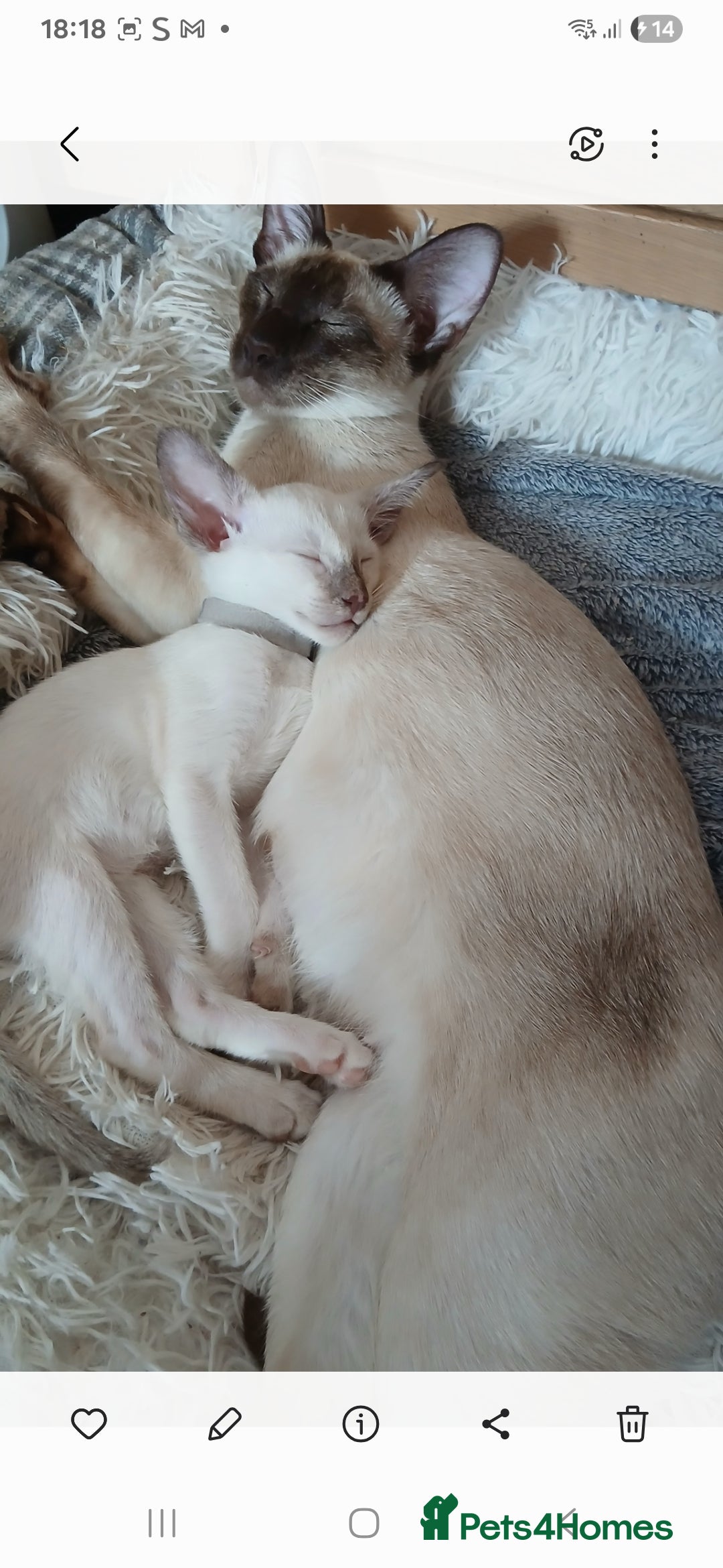 Siamese cats for sale: Pedigree Registered Siamese - 1 Girl remaining ♡ - Image 4