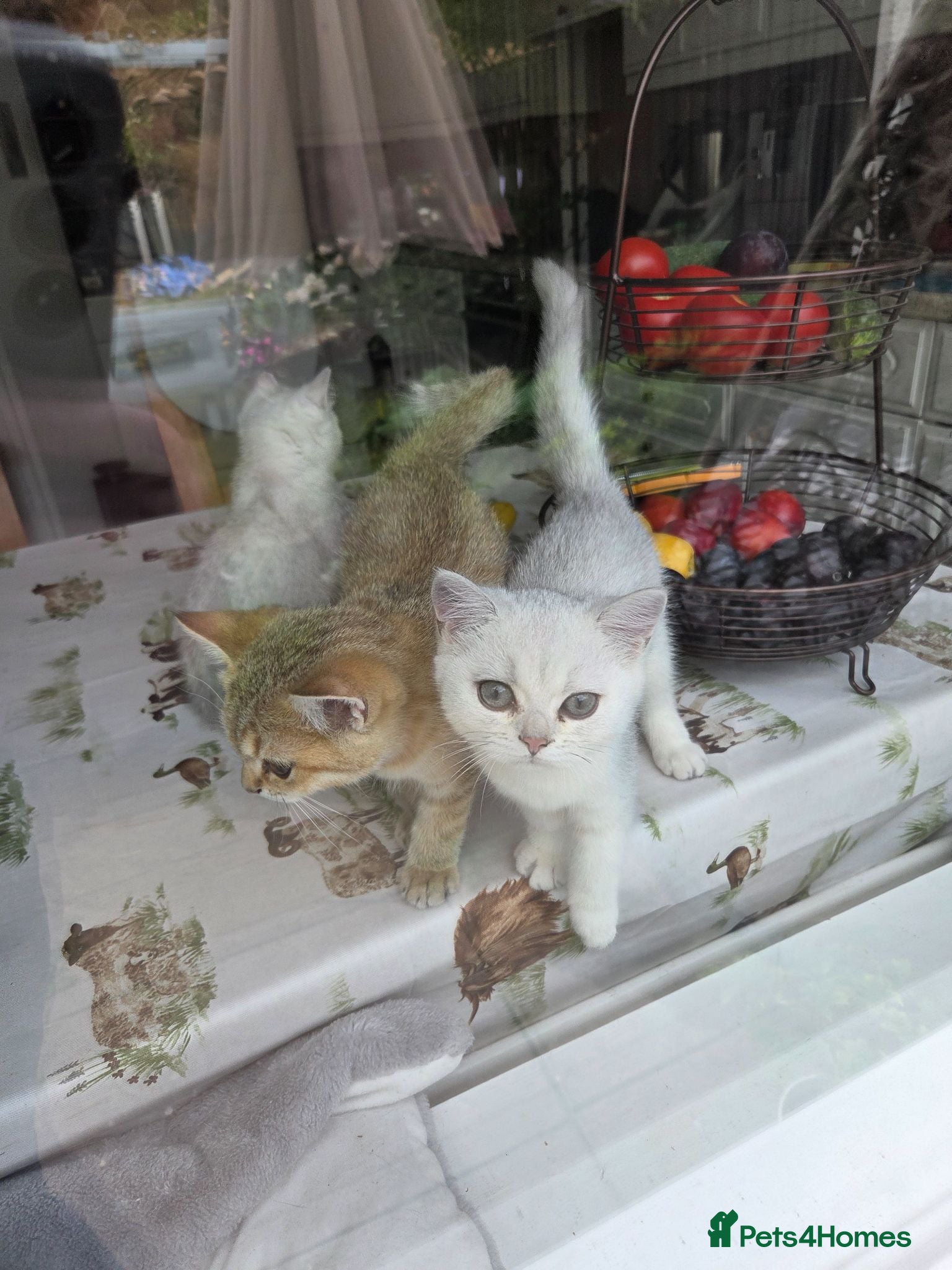 British Shorthair cats 3 white kittens with blue-green eyes for sale.  - Advert 11