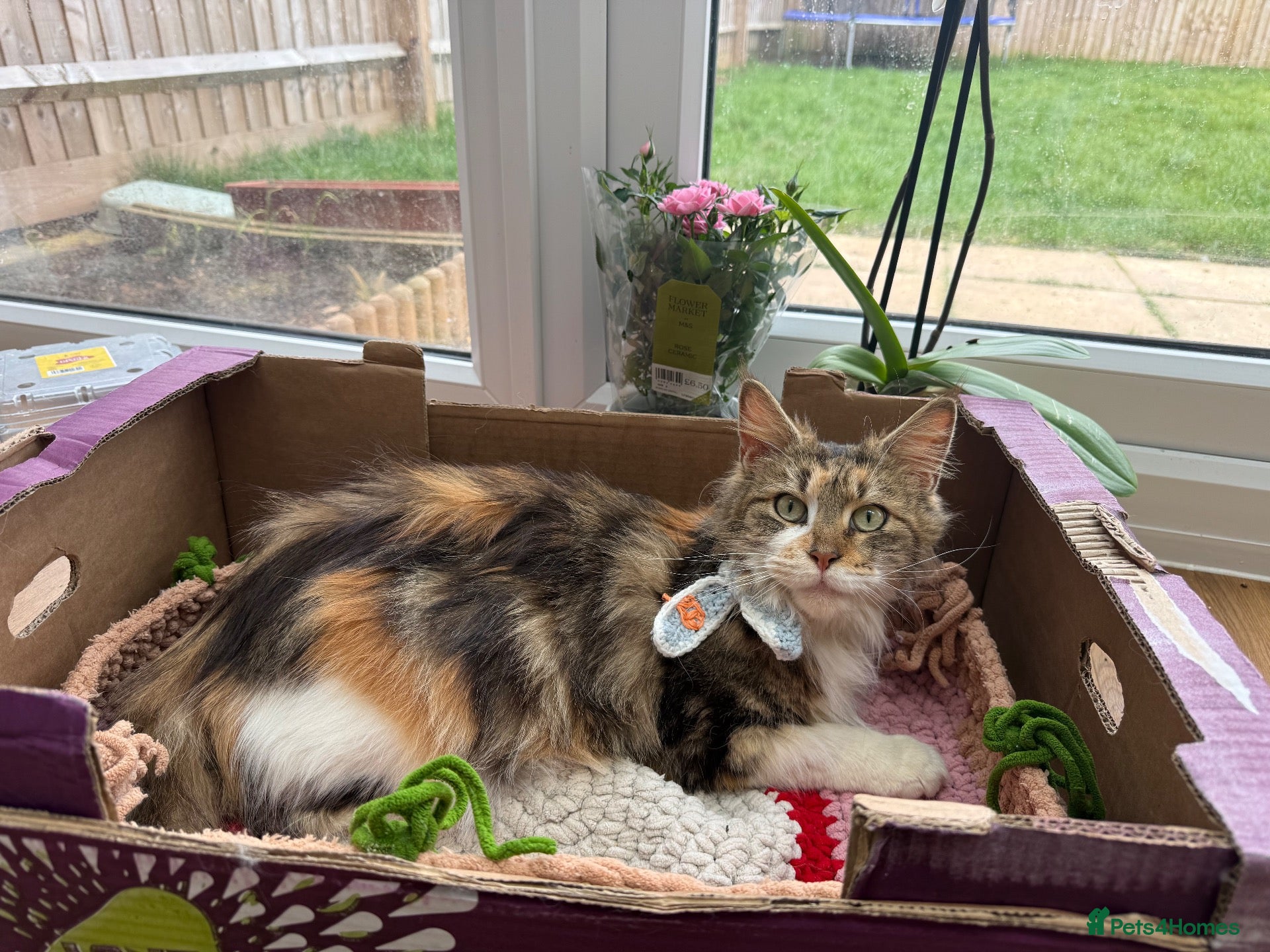 Maine Coon cats for sale: Beautiful Maine Coon Kitten - Advert 2