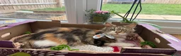 Maine Coon cats for sale: Beautiful Maine Coon Kitten - Advert 2
