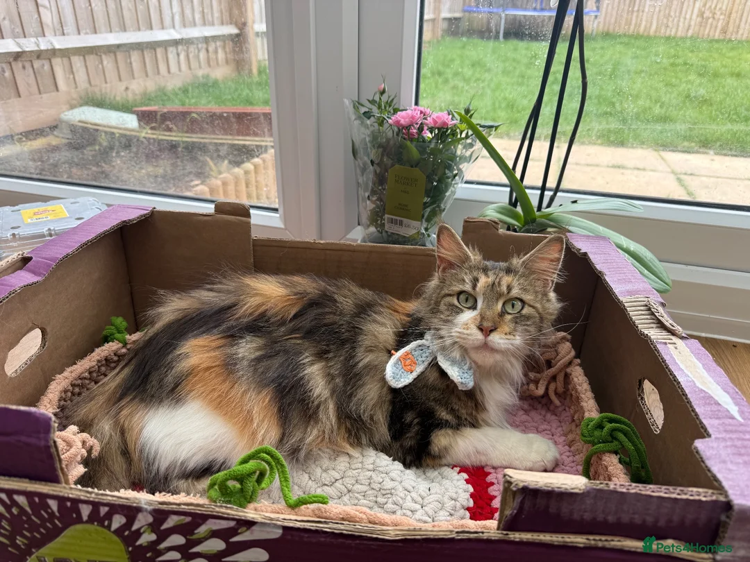 Maine Coon cats for sale: Beautiful Maine Coon Kitten - Advert 2
