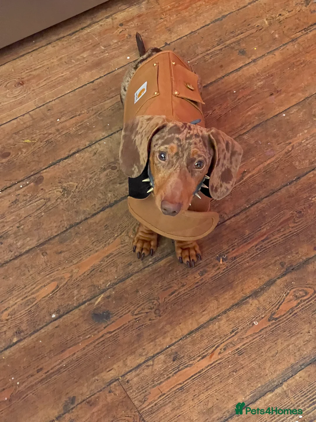 Miniature Dachshund dogs for stud: Dapple Stud. - Advert 1