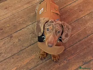 Miniature Dachshund dogs Dapple Stud. - Advert 1
