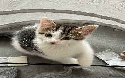 Mixed Breed cats for sale: British Shorthair Cross kittens Tabby and White - Image 1