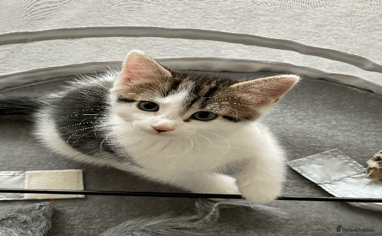 Mixed Breed cats - Advert 16