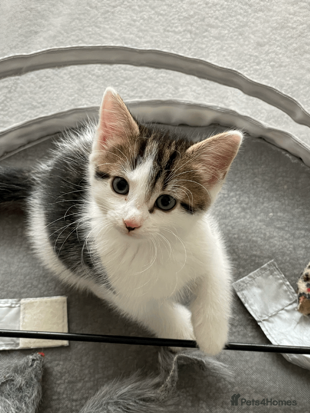Mixed Breed cats for sale: British Shorthair Cross kittens Tabby and White - Image 1