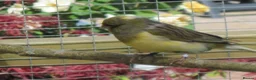 Canaries birds for sale: Gloster Canary Male - Advert 9