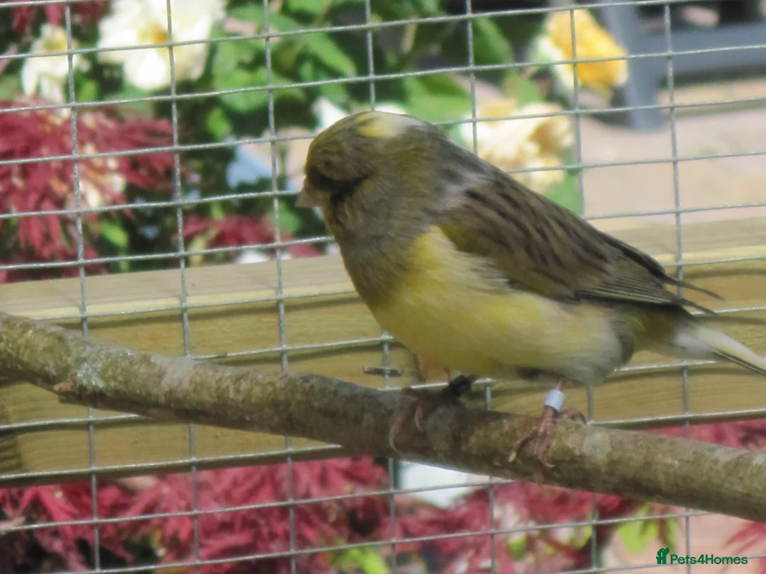 Canaries birds for sale: Gloster Canary Male - Advert 9